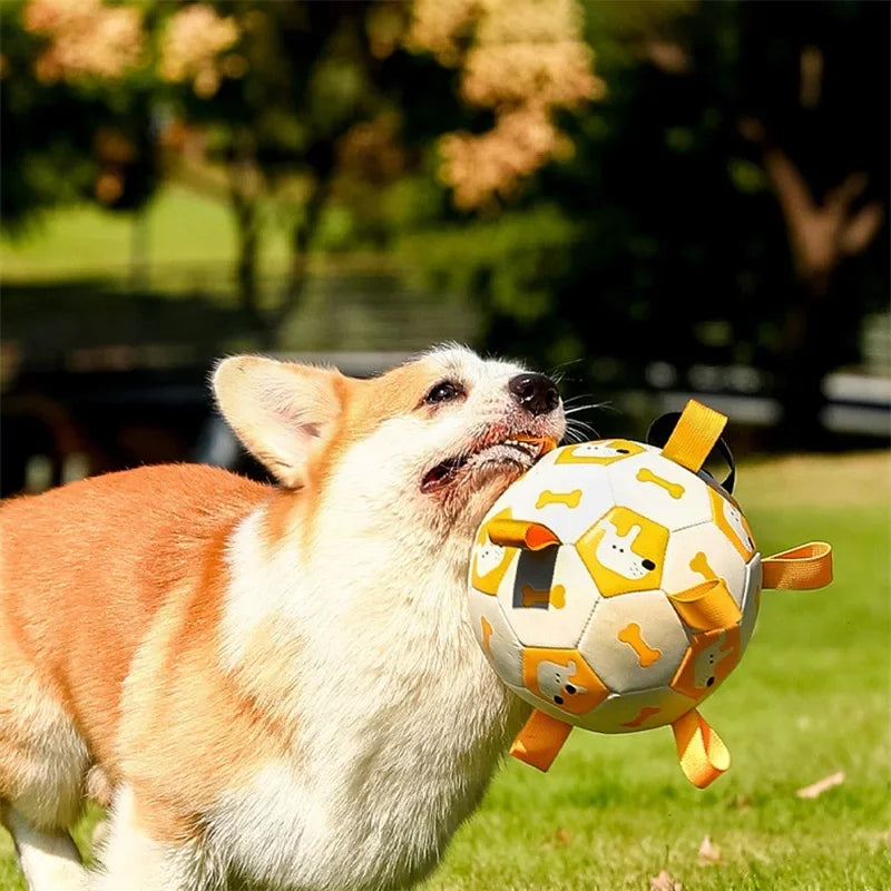 Dog playing with a toy ball in a park