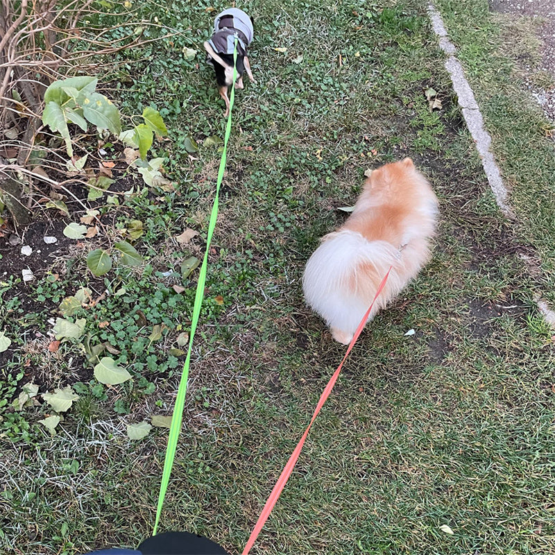 Two dogs on leashes in a grassy outdoor area