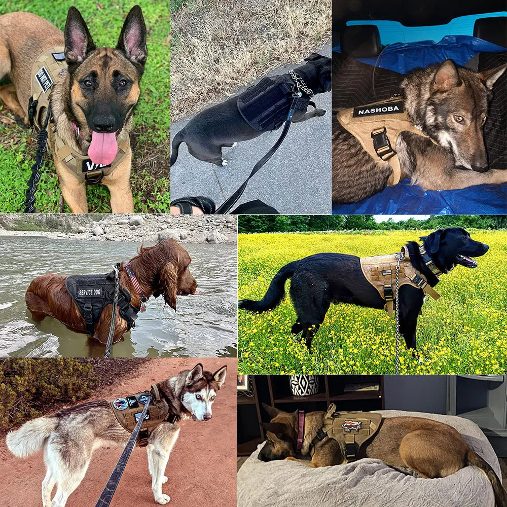 Collage of dogs wearing various vests in different settings.